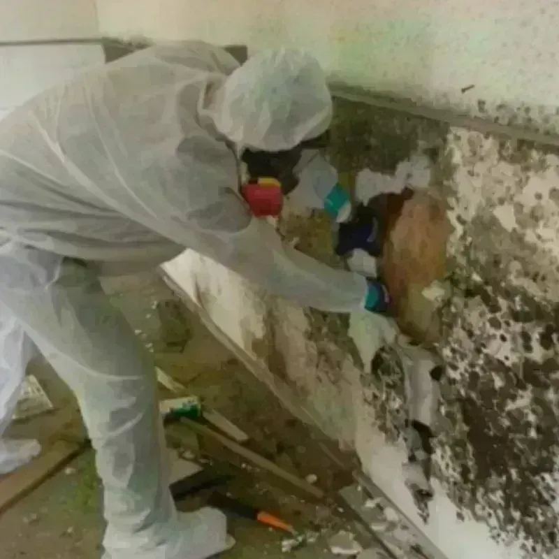 Mold Remediation and Removal in Villas, FL